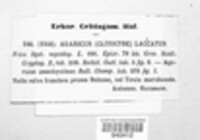 Laccaria laccata image